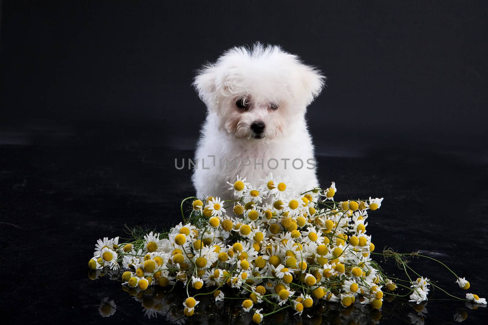 Little Maltese dog sitting near the camomiles