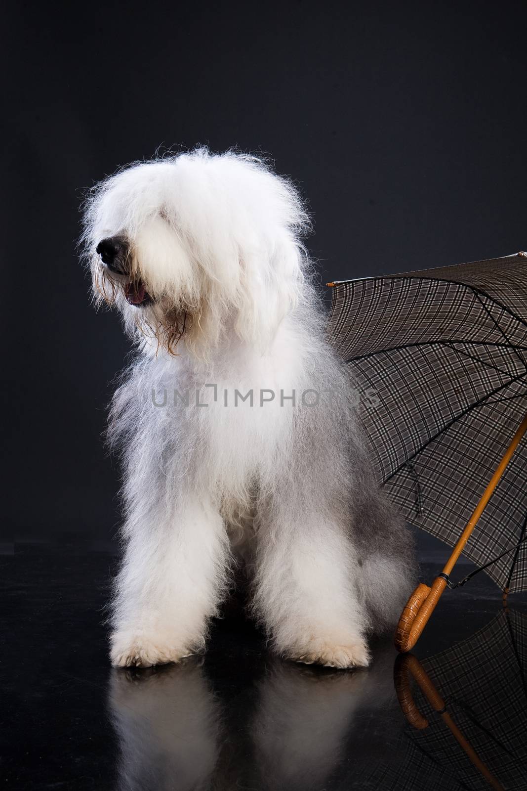 Bobtail Sitting near the umbrella