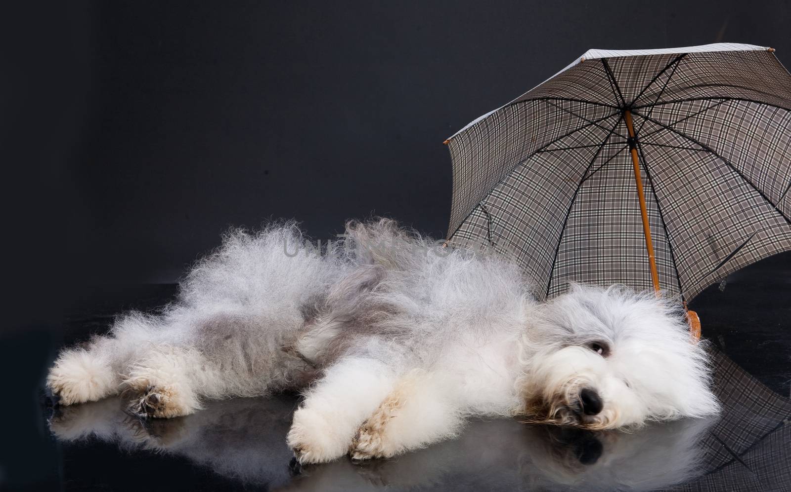 Bobtail with umbrella on the black background