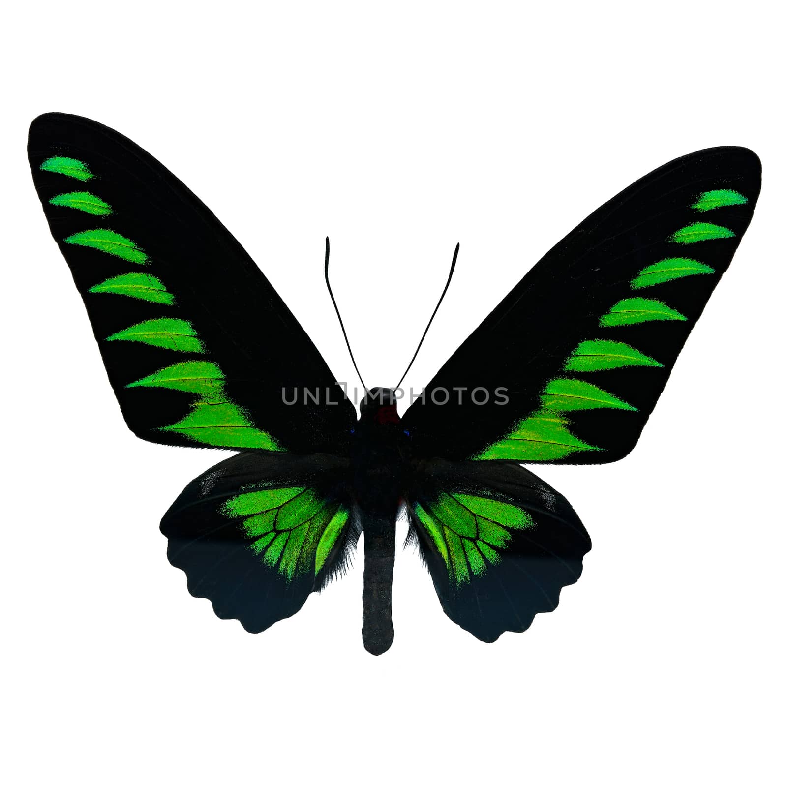 Butterfly of Malaysia, green and black butterfly, male Rajah Brooke's Birdwing, Rajah Brookiana (Trogonoptera brookiana), upper wing profile