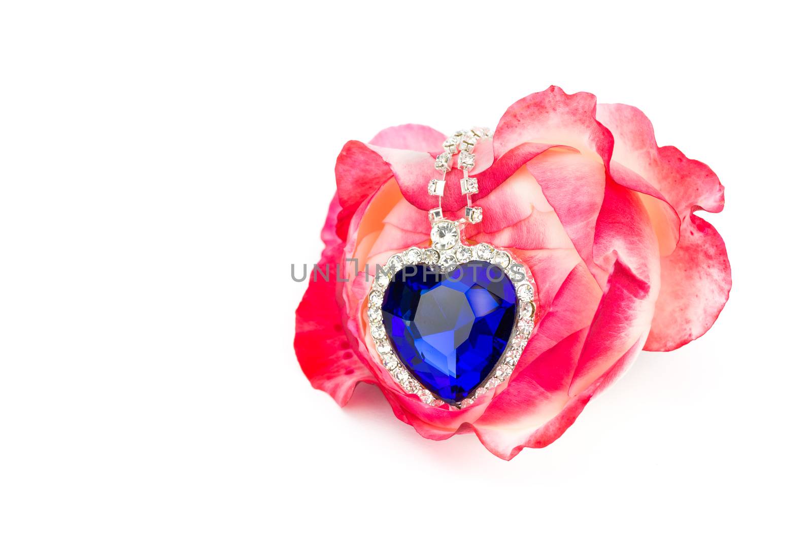 Blue jewelry heart hanging in red rose isolated on white background