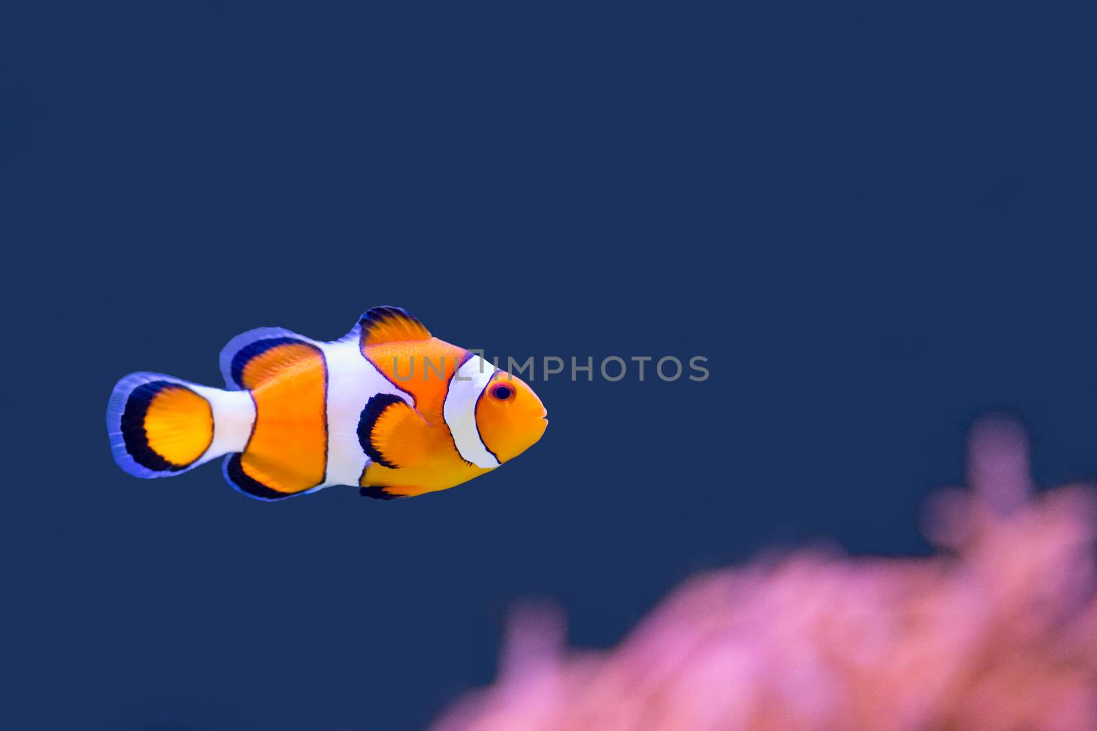 Nemo swimming in blue water with pink anemone