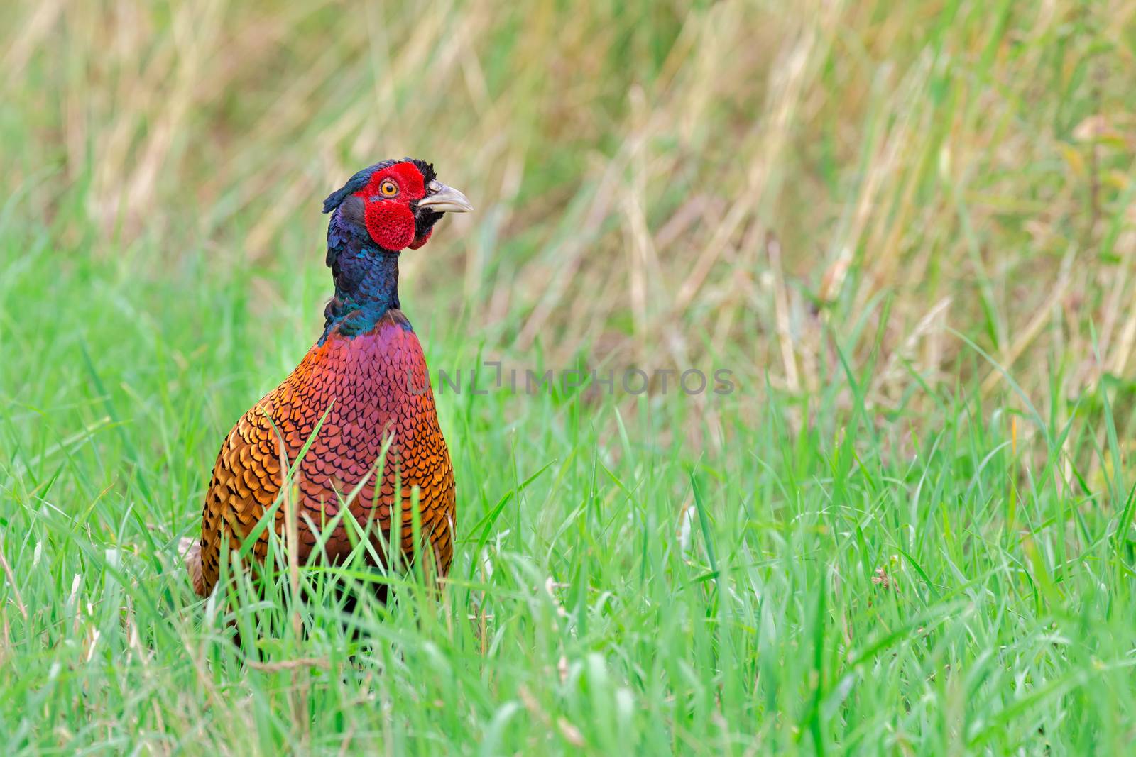 Colorful pheasant rooster standing upright in green meadow looking attentive