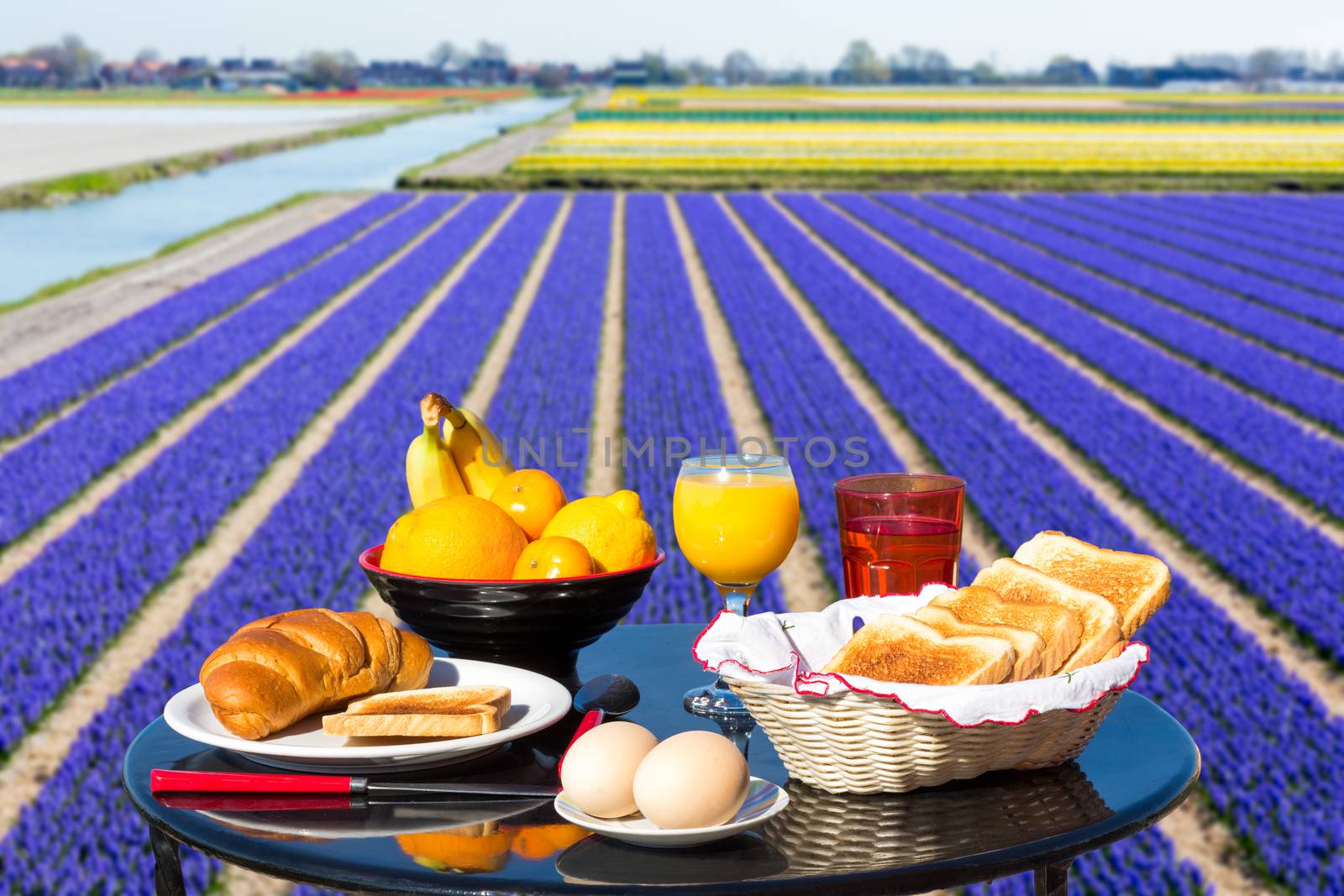 Table with food and drink near flowers field in keukenhof Holland