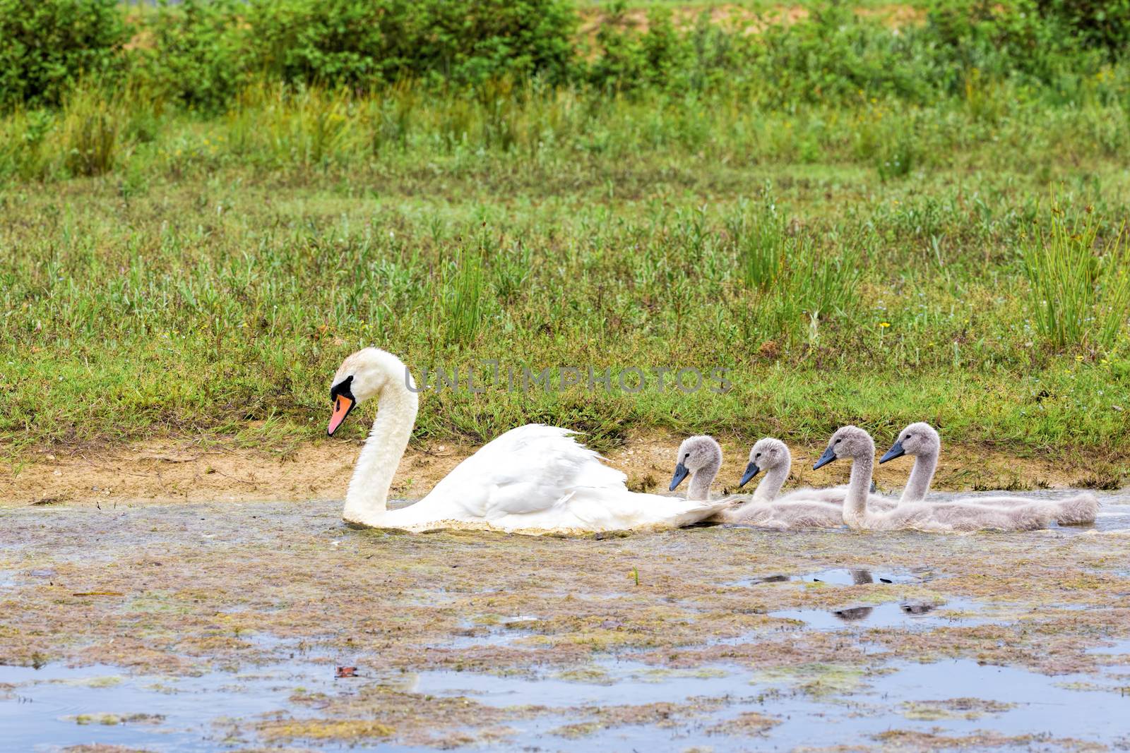 White mother swan swimming with young following