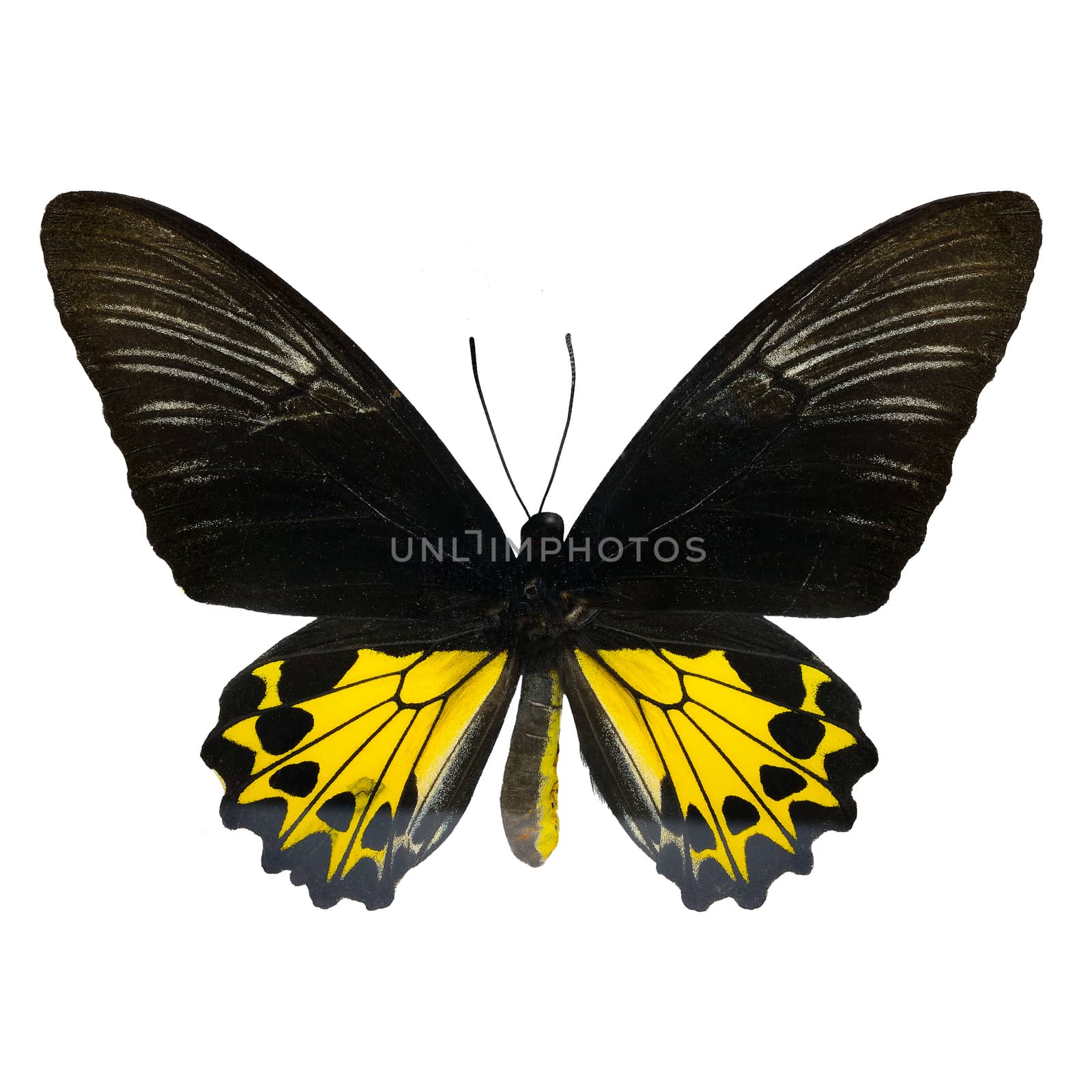 Rajah Brookiana butterfly by panuruangjan