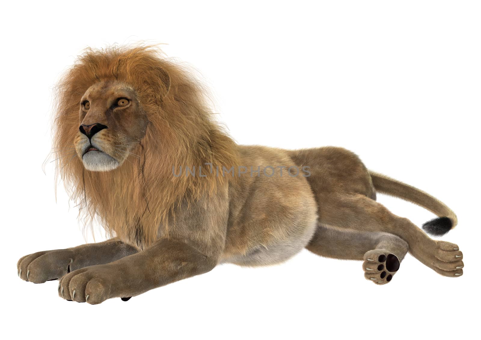 3D digital render of a male lion isolated on white background