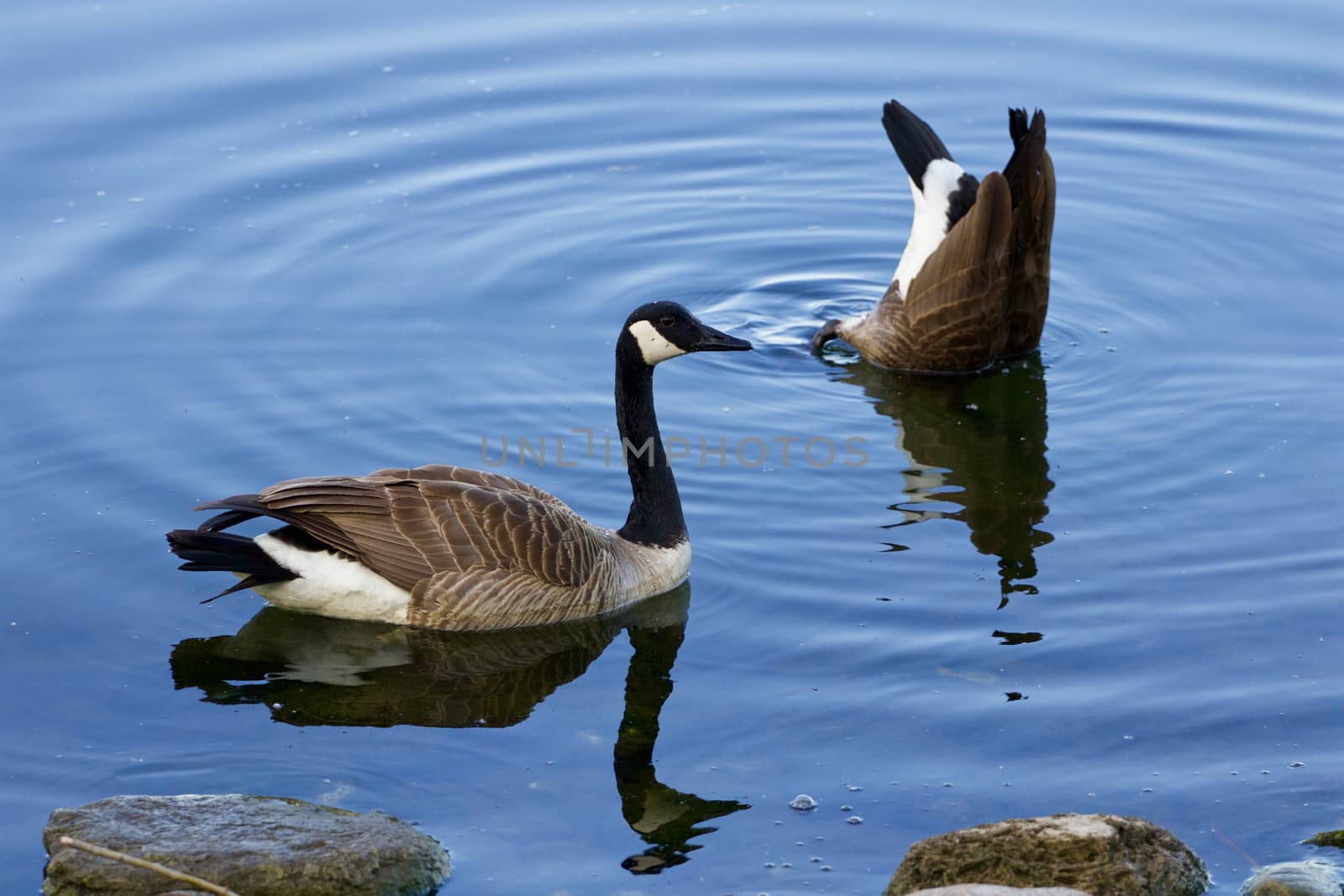 Two cakling geese are serching the food in the lake