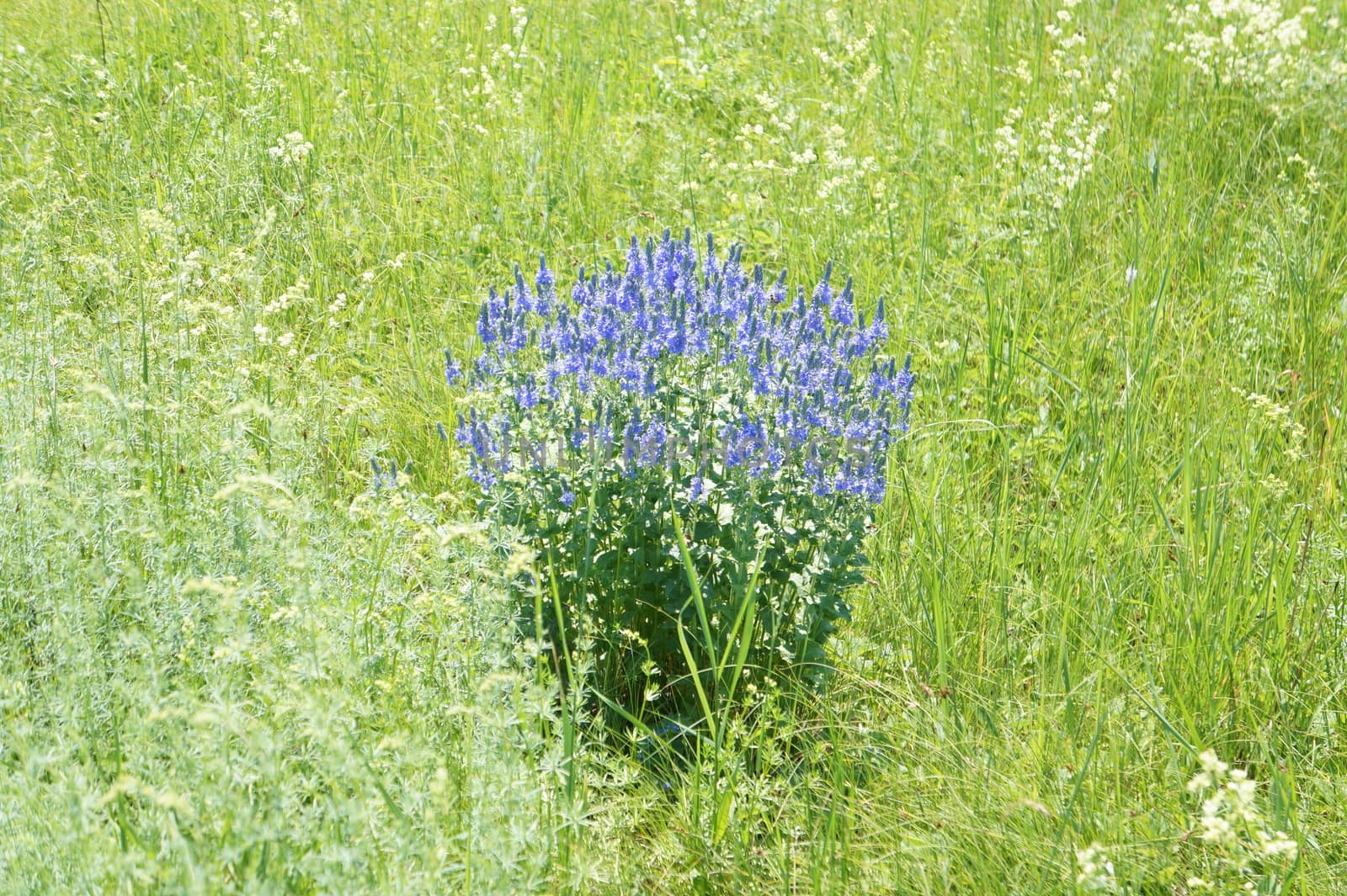 Blue flowers by vlad00mir
