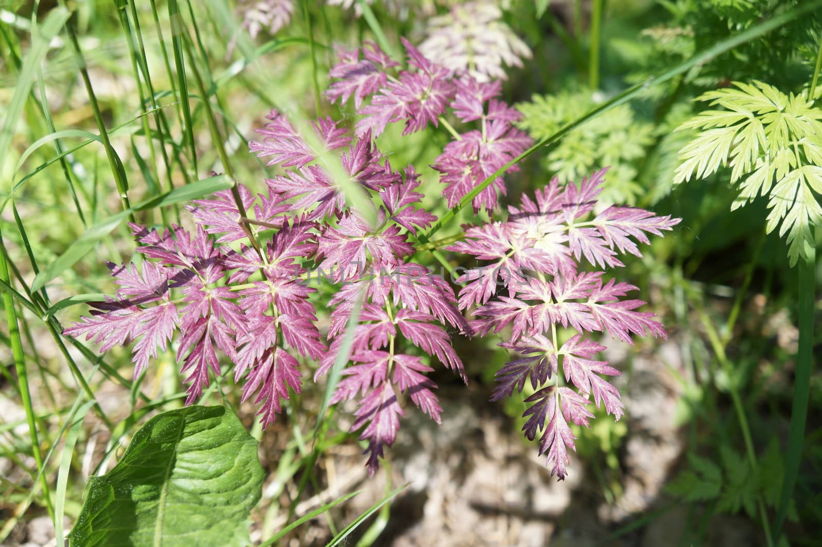 Pink plant and green grass