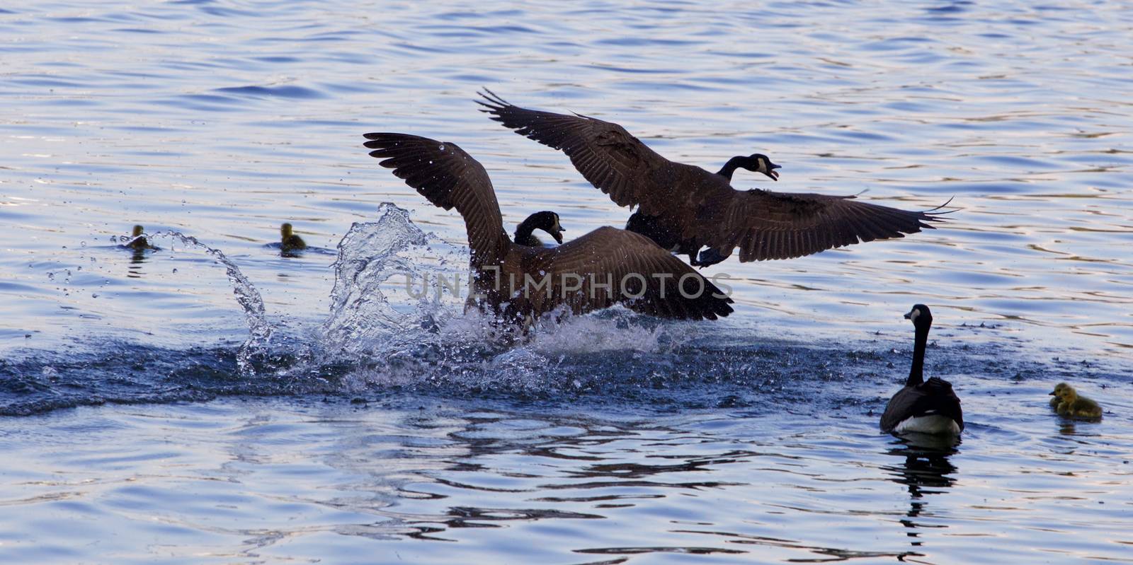 The goose's family protection  by teo