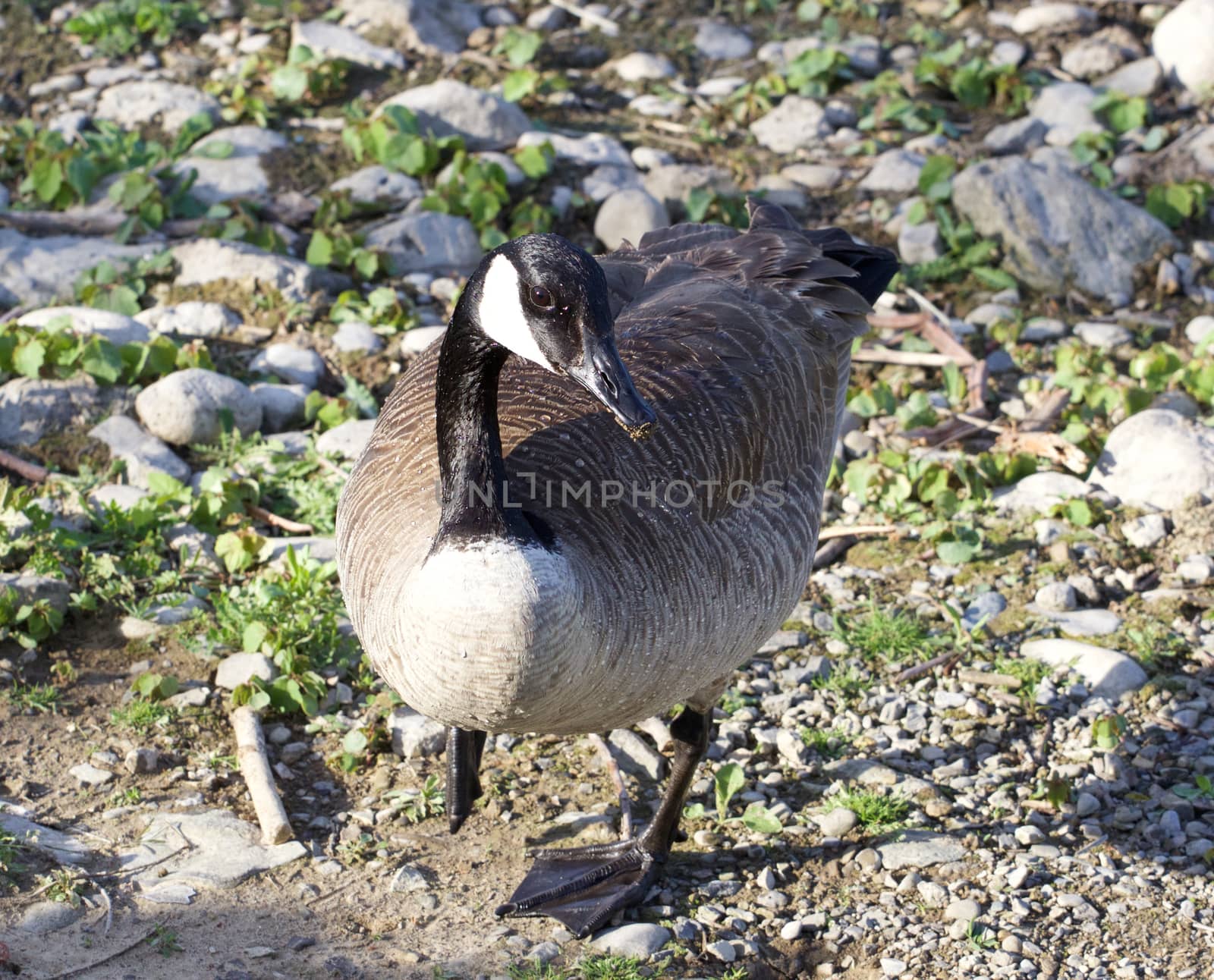 Cackling goose is staying on the shore