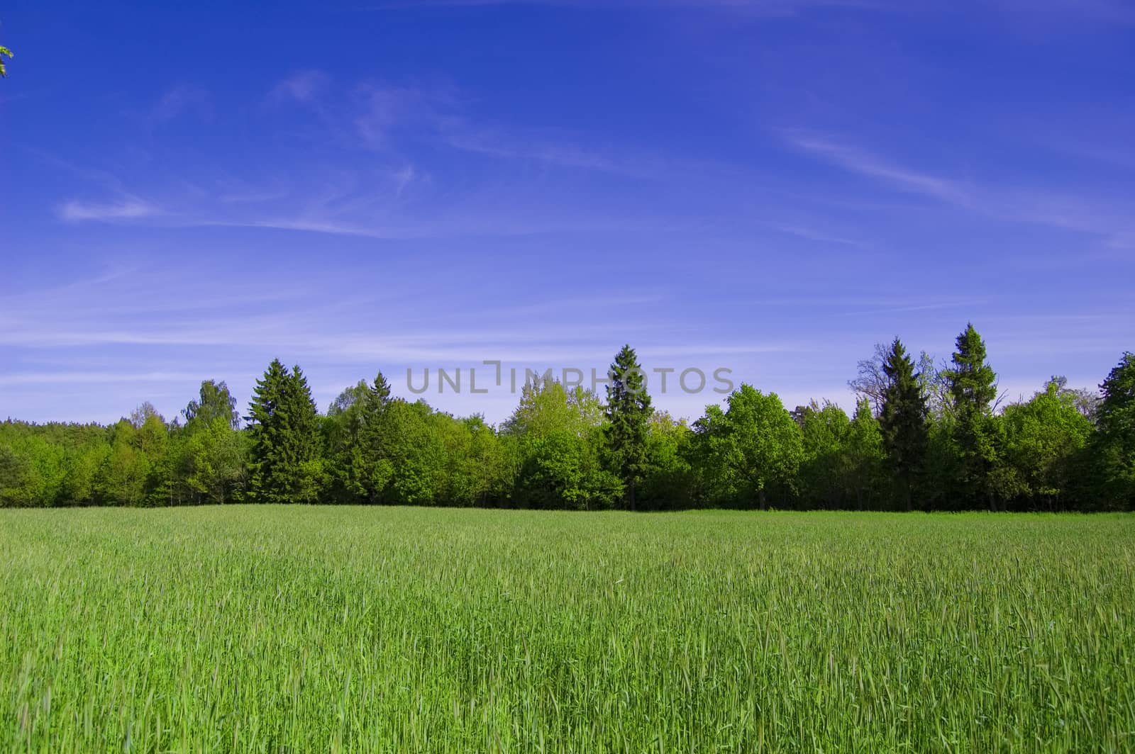 Field and forest conceptual image. Picture of green field and forest with blue sky in summer.