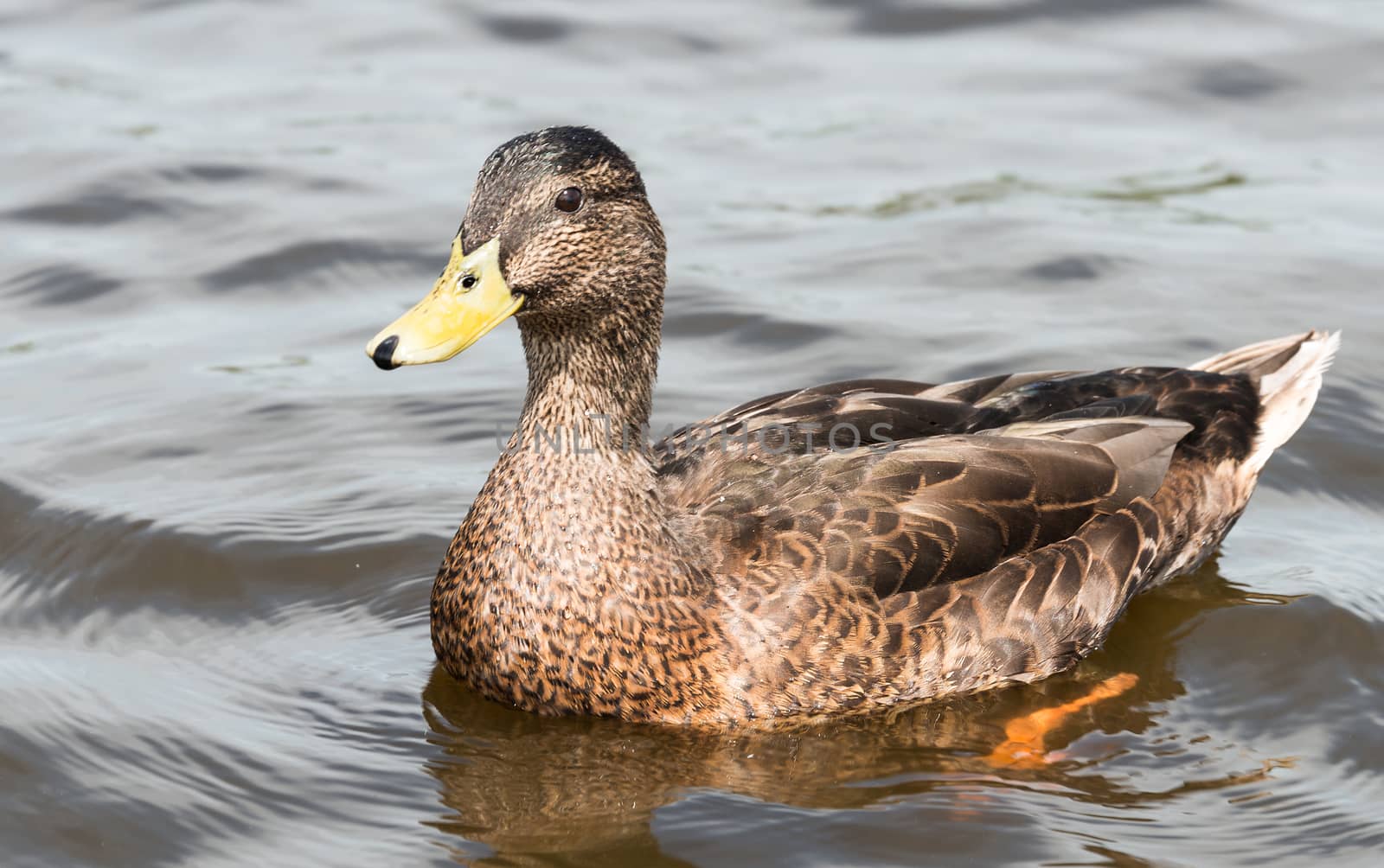 rown duck with yellow beak swimming in water