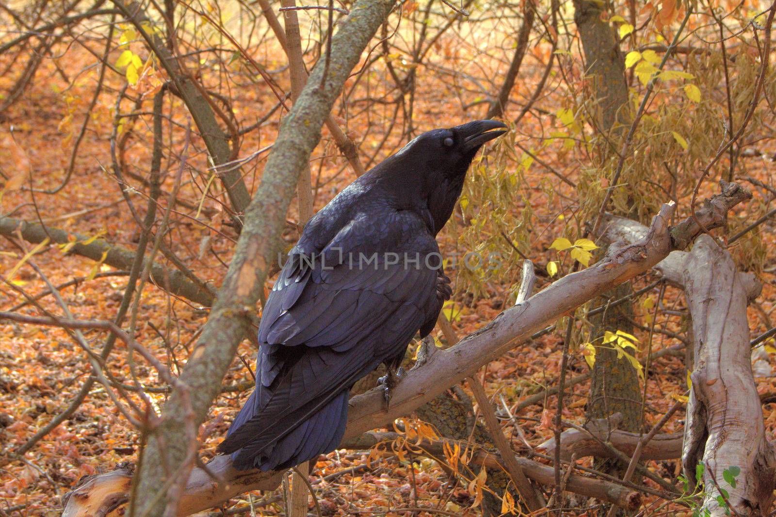 Raven looks on a yellow background effectively. Quacking Raven.