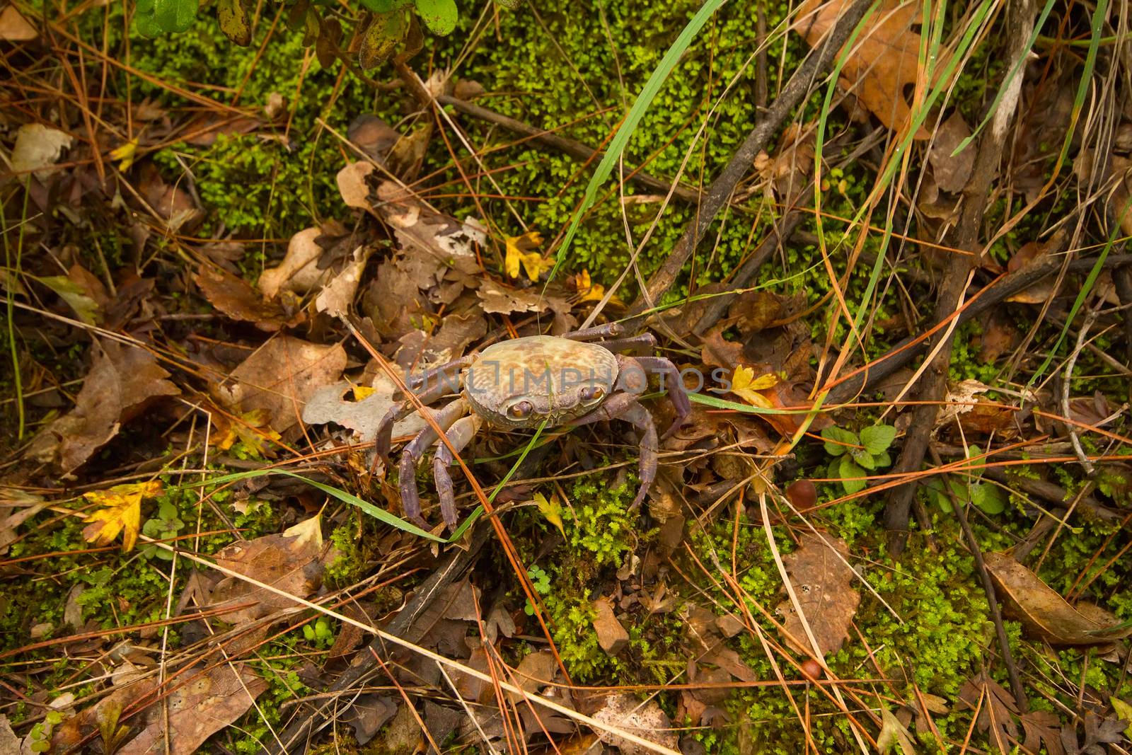 In the frame shown land crab closeup