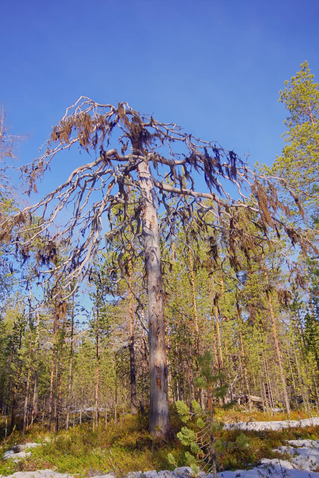 dense forest with lichen borodinym by max51288