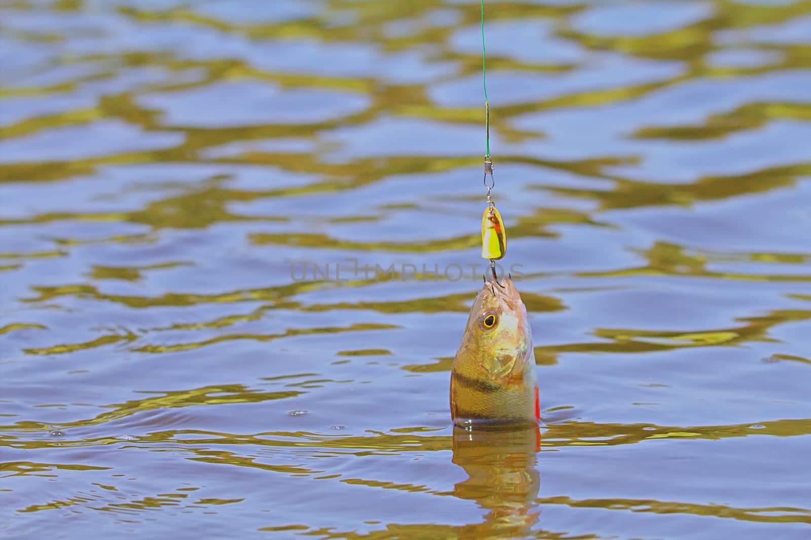 perch fishing on lake by max51288