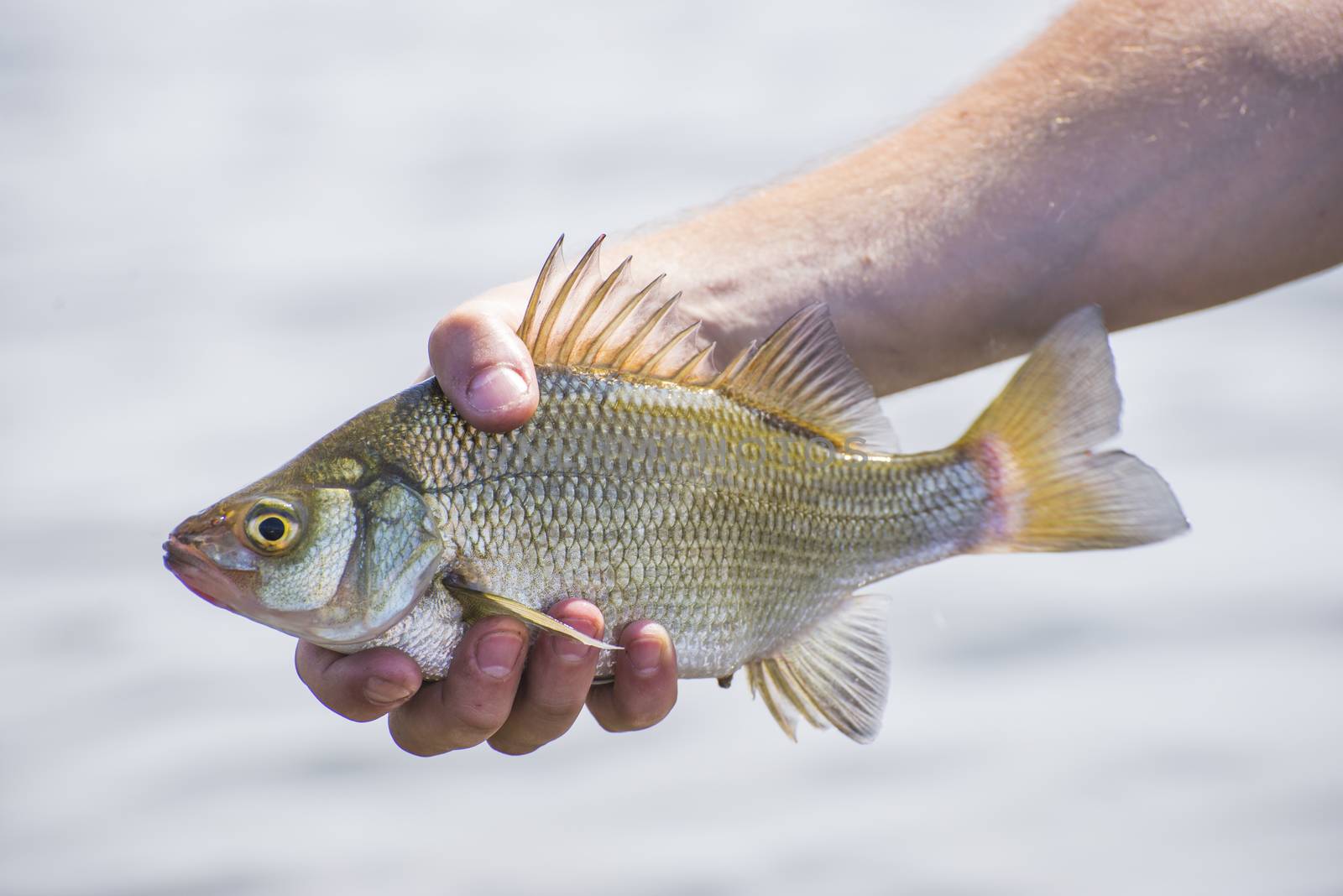 A freshly caught freshwater drum fish in lake Erie, Ontario, Canada.