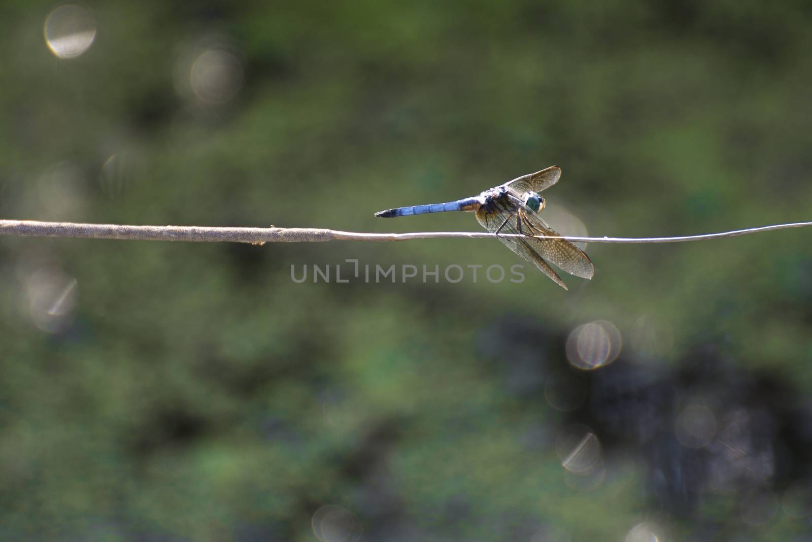 Dragonfly perching on a branch by rgbspace