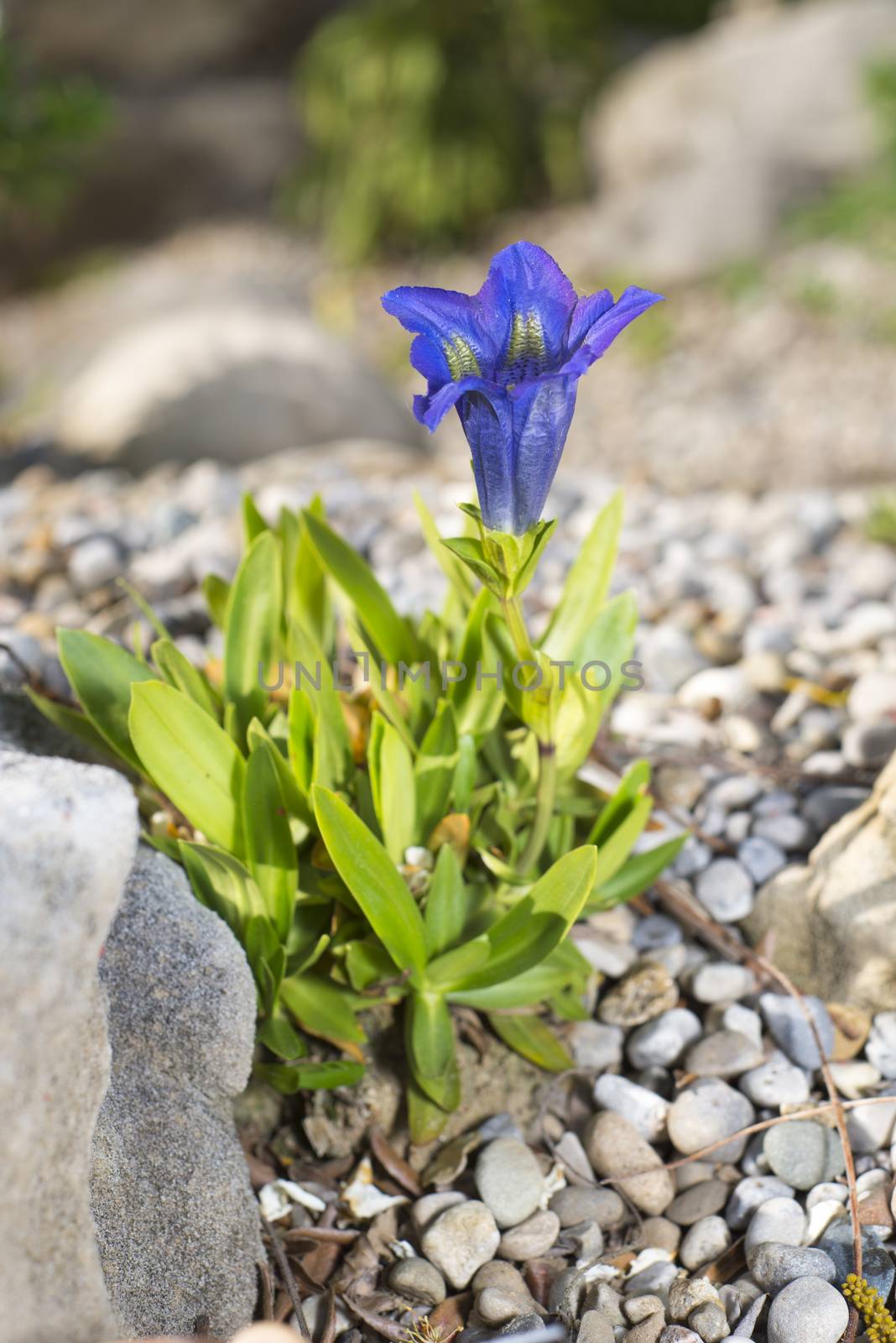 Detail of blue gentian, also known as alpine flower