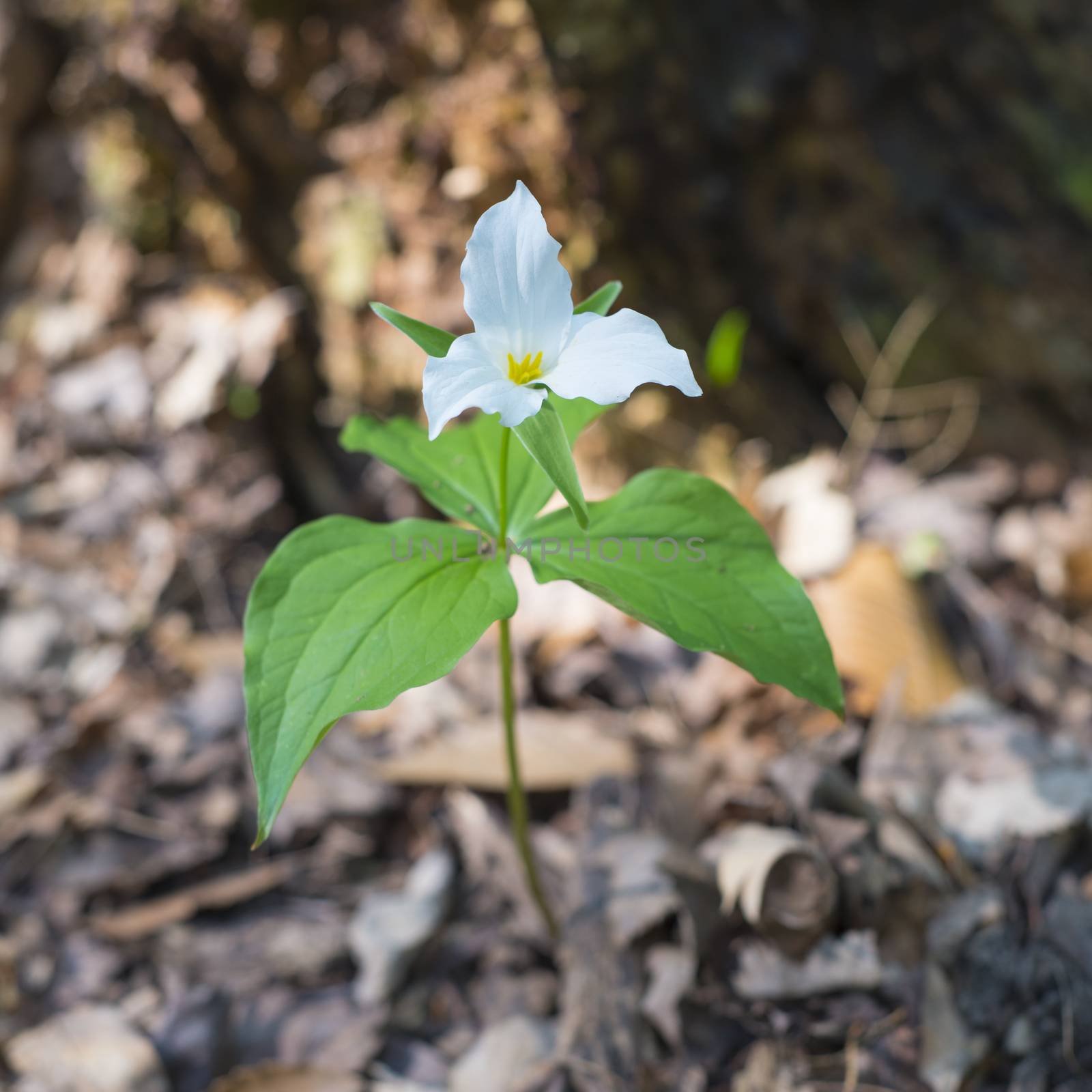 Large white trillium (Trillium grandiflorum) in full bloom