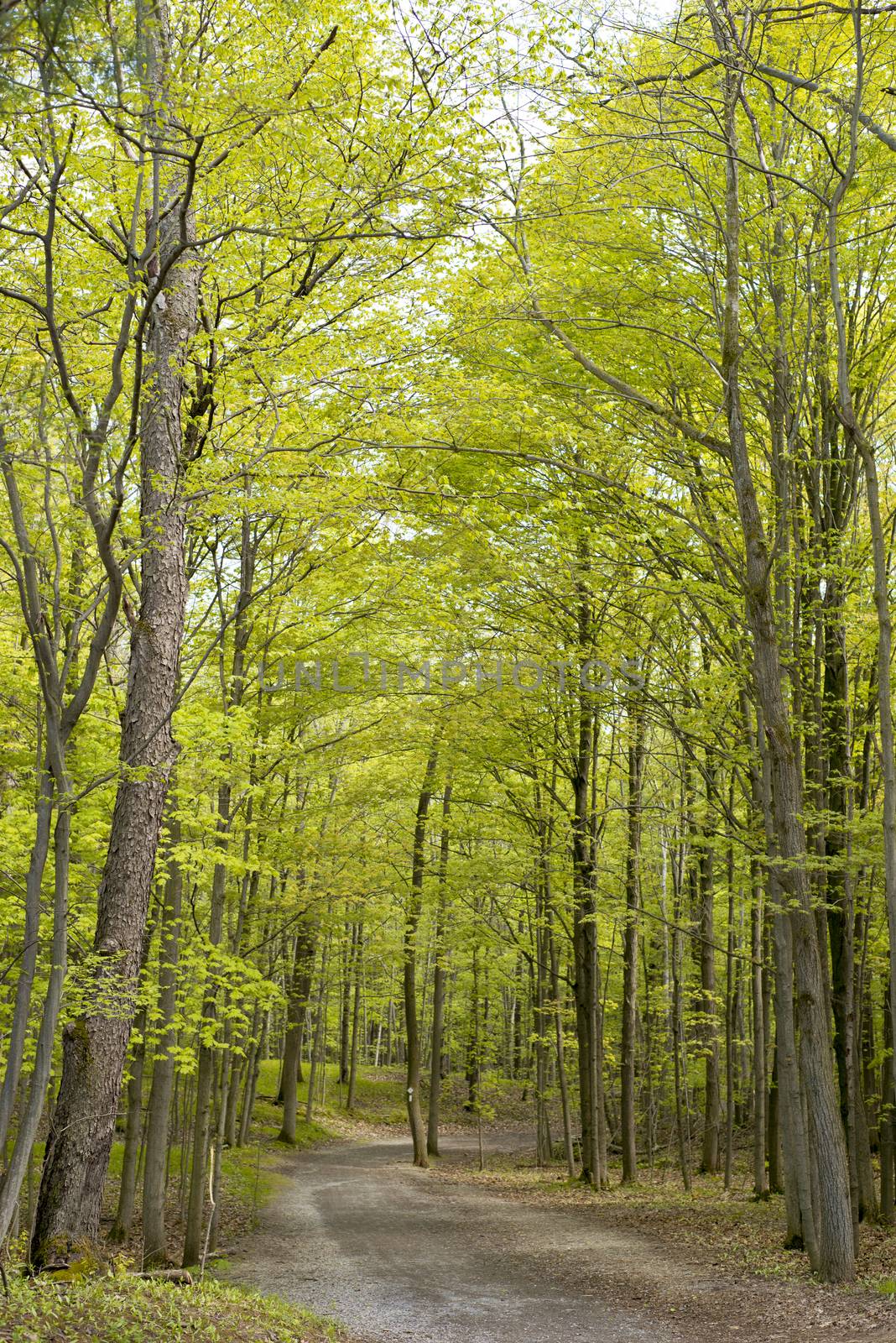 Hiking trail in a forest, taken at Dundas conservation area, Ontario, Canada.