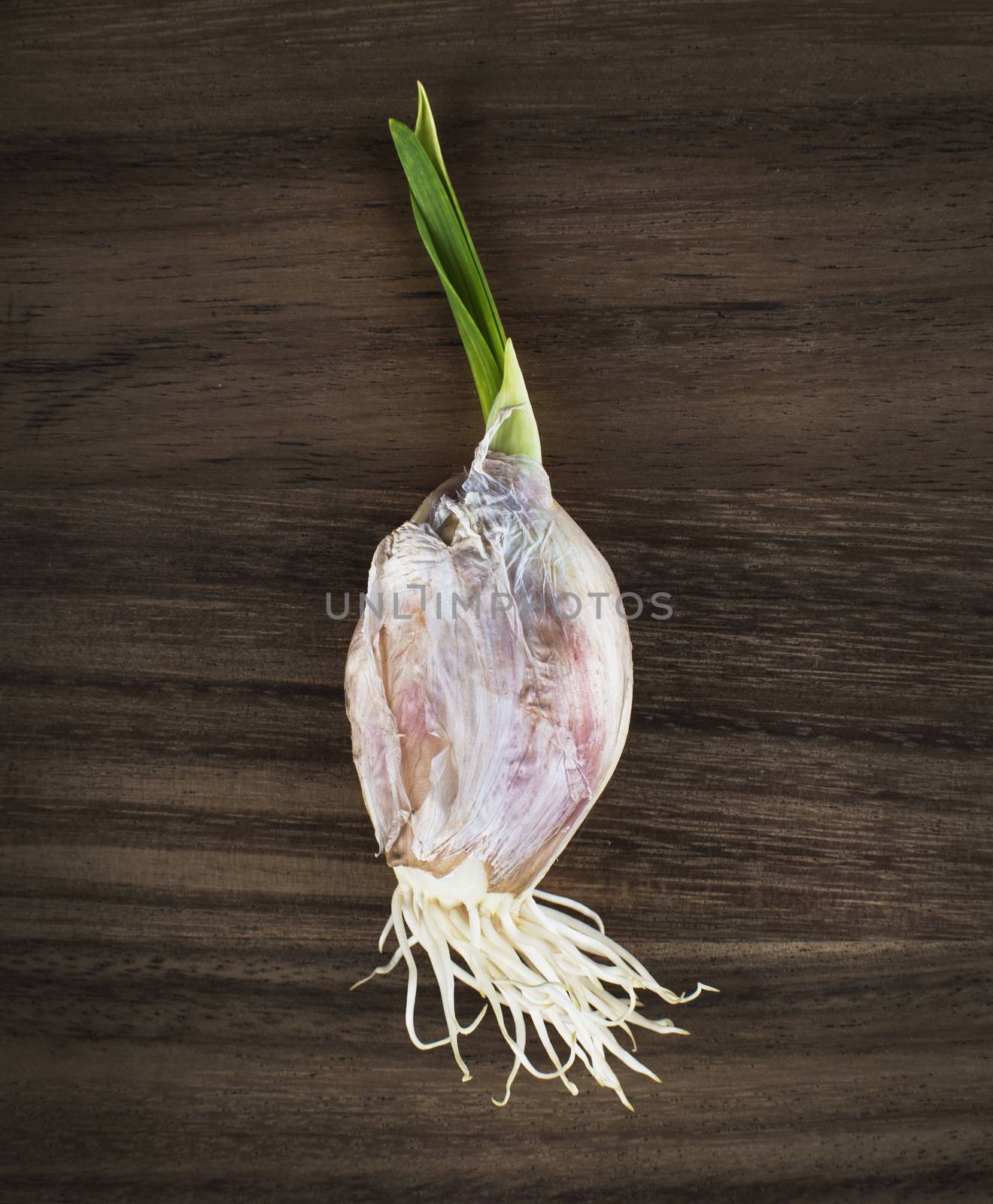Close up of sprouted garlic bulb over wood background
