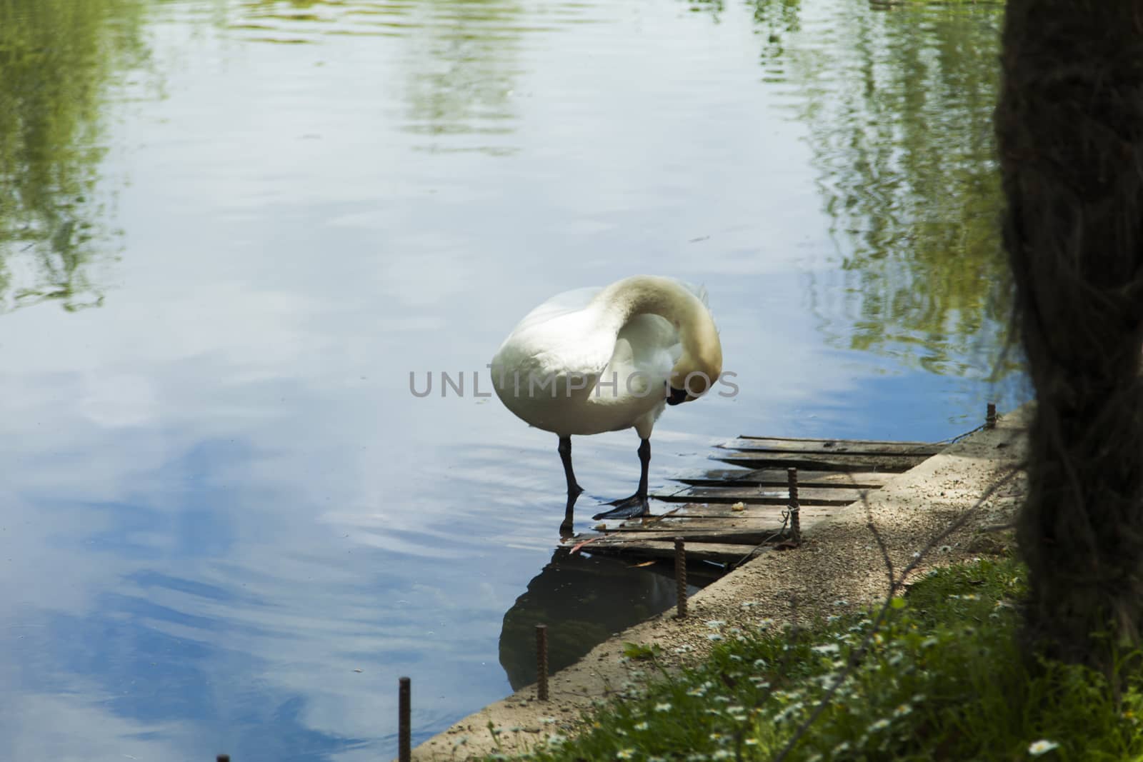 Swans in a pond float in search of food and rejoice to heat