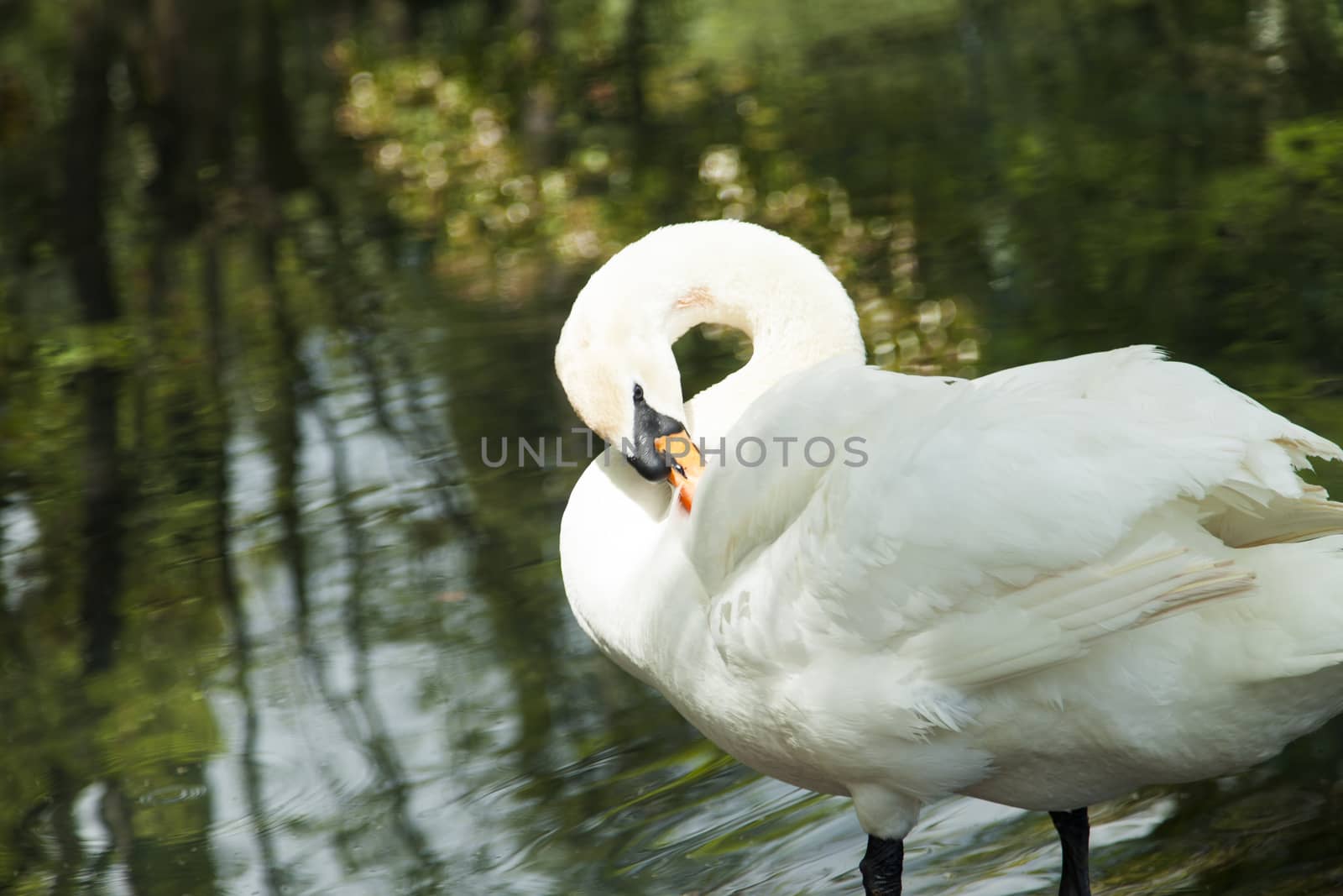 Swans in a pond by selezenj