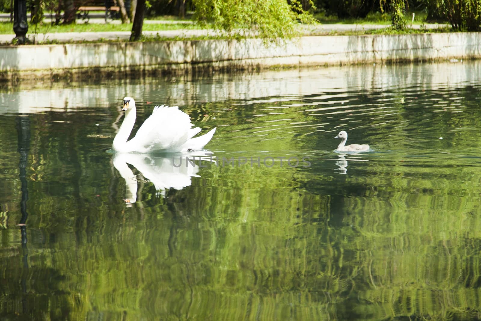 Swans in a pond by selezenj
