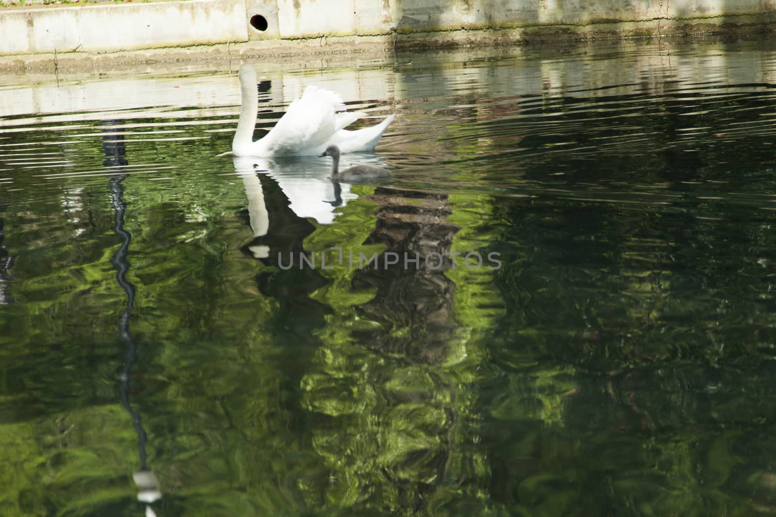 Swans in a pond float in search of food and rejoice to heat