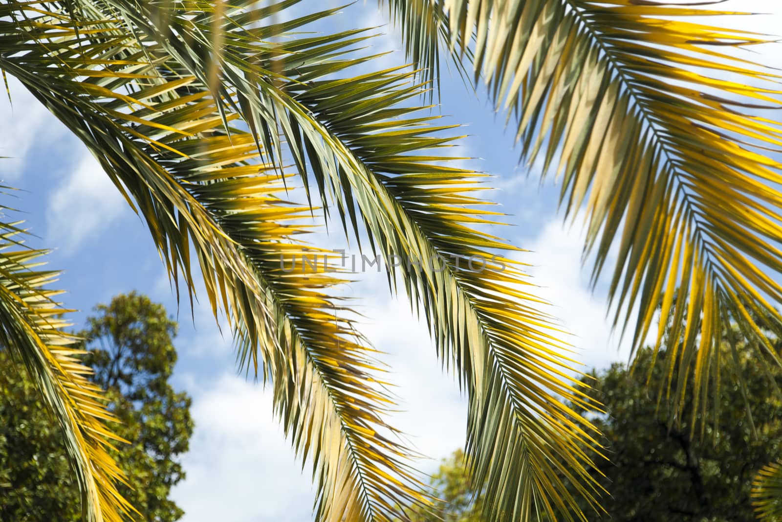 Palm trees and cypresses by selezenj