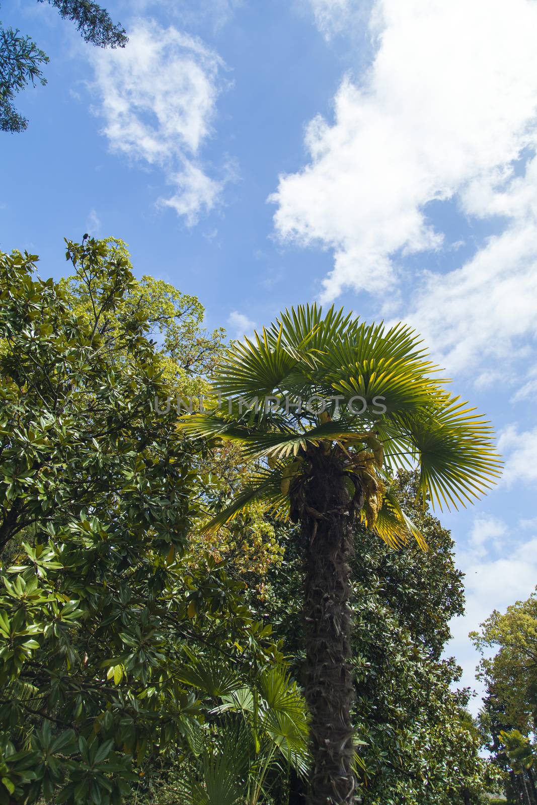 Palm trees and cypresses grow in park of the southern city on pleasure to people