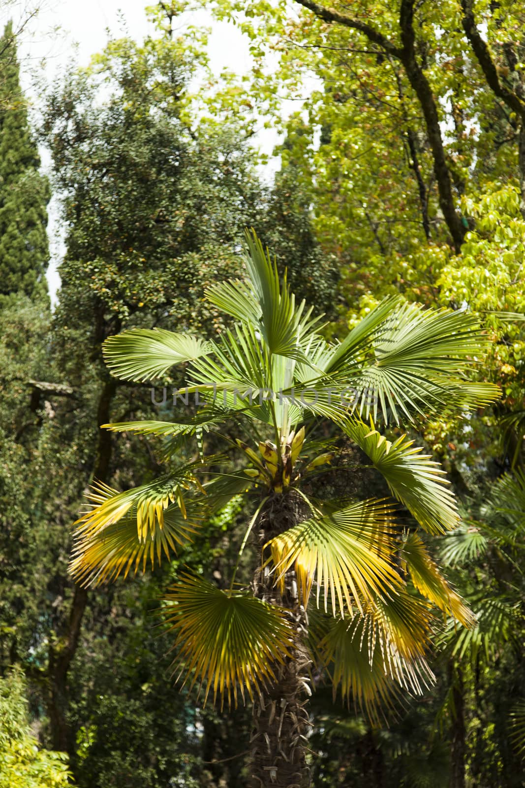 Palm trees and cypresses grow in park of the southern city on pleasure to people