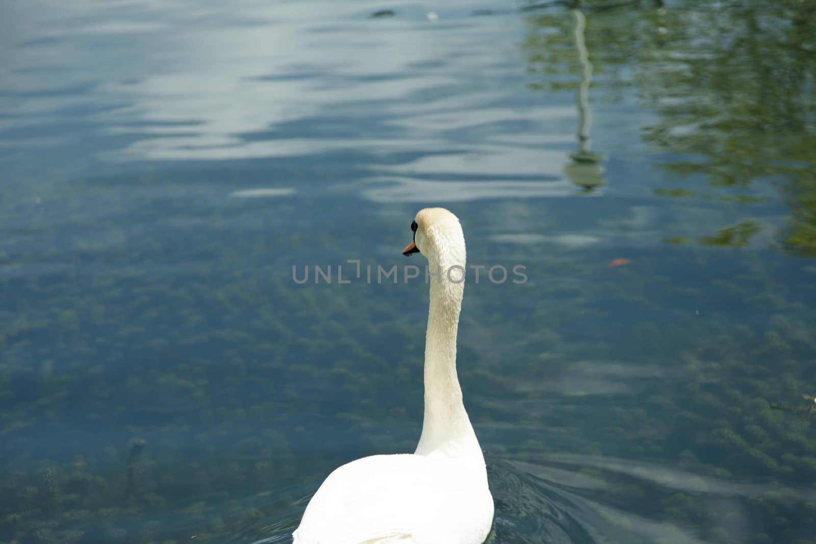 Swans in a pond float in search of food and rejoice to heat