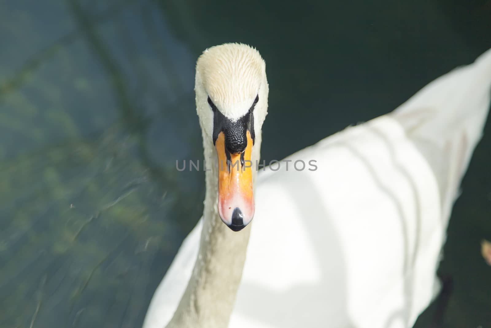 Swans in a pond float in search of food and rejoice to heat