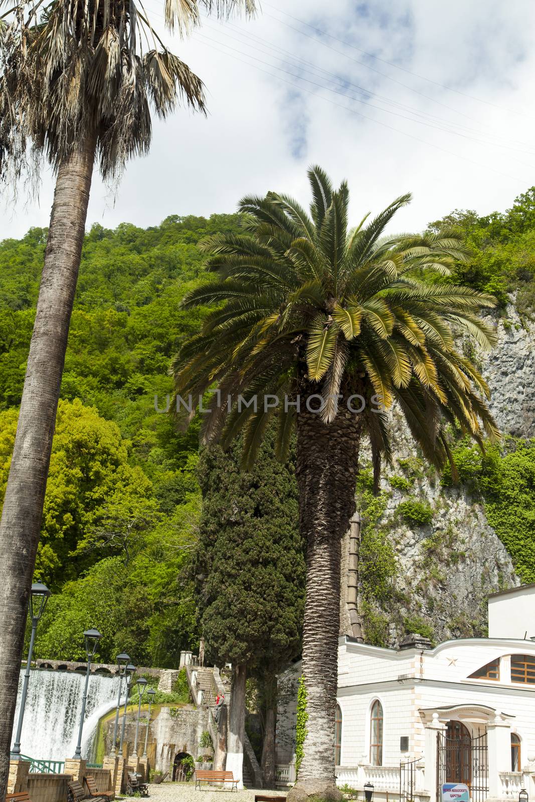 Palm trees and cypresses grow in the South and are pleasing to the eye beauty