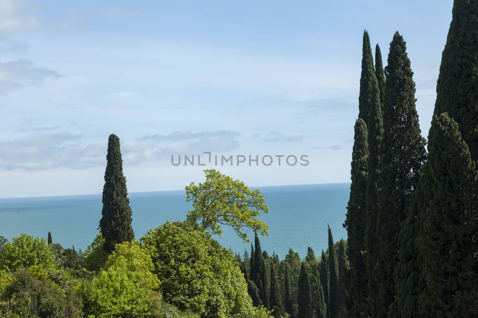 Palm trees and cypresses grow in the South and are pleasing to the eye beauty