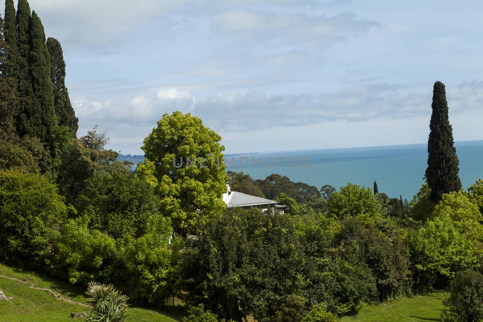 Palm trees and cypresses grow in the South and are pleasing to the eye beauty