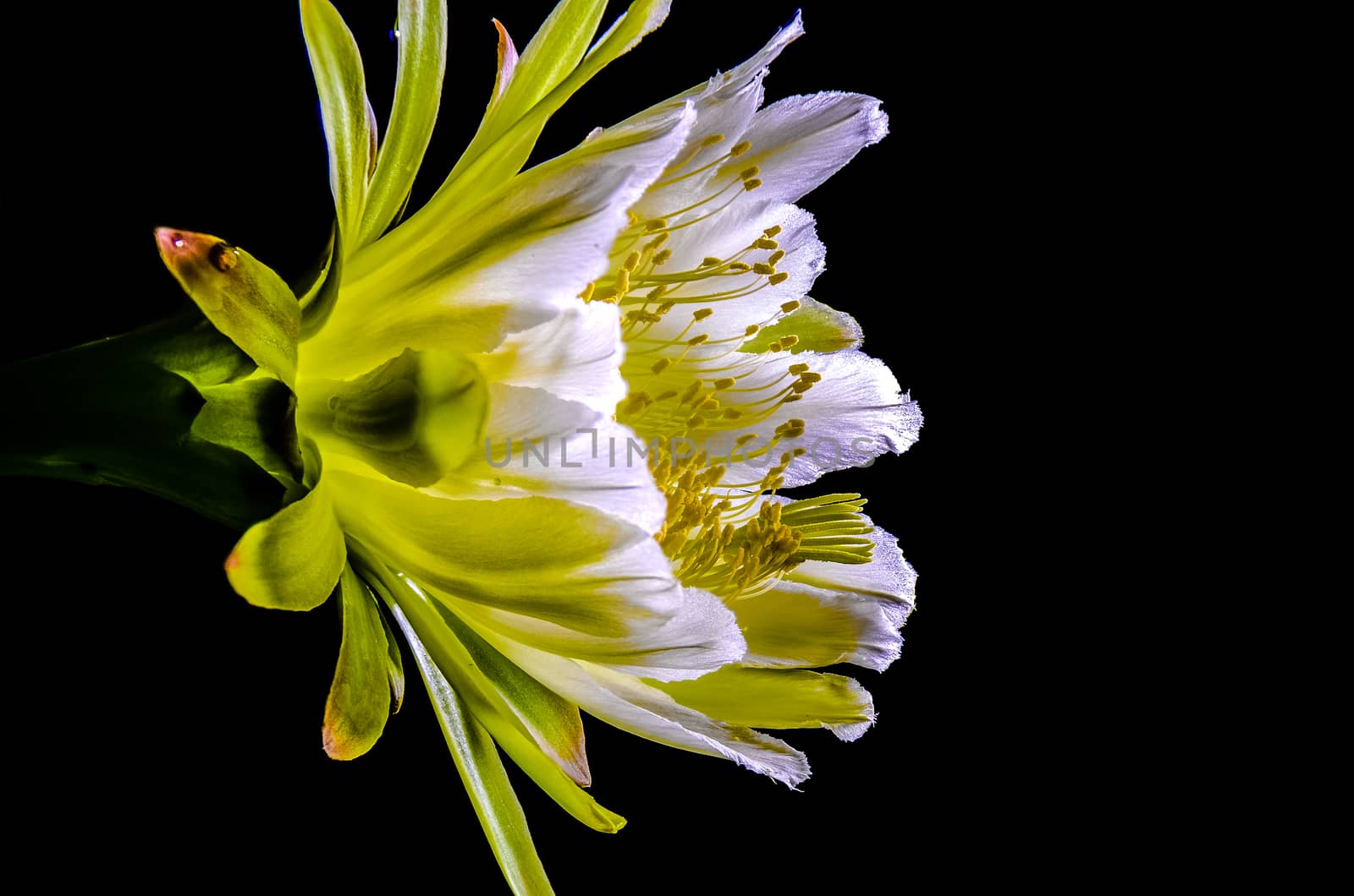 The beautiful large night blooming cereus flower on black background