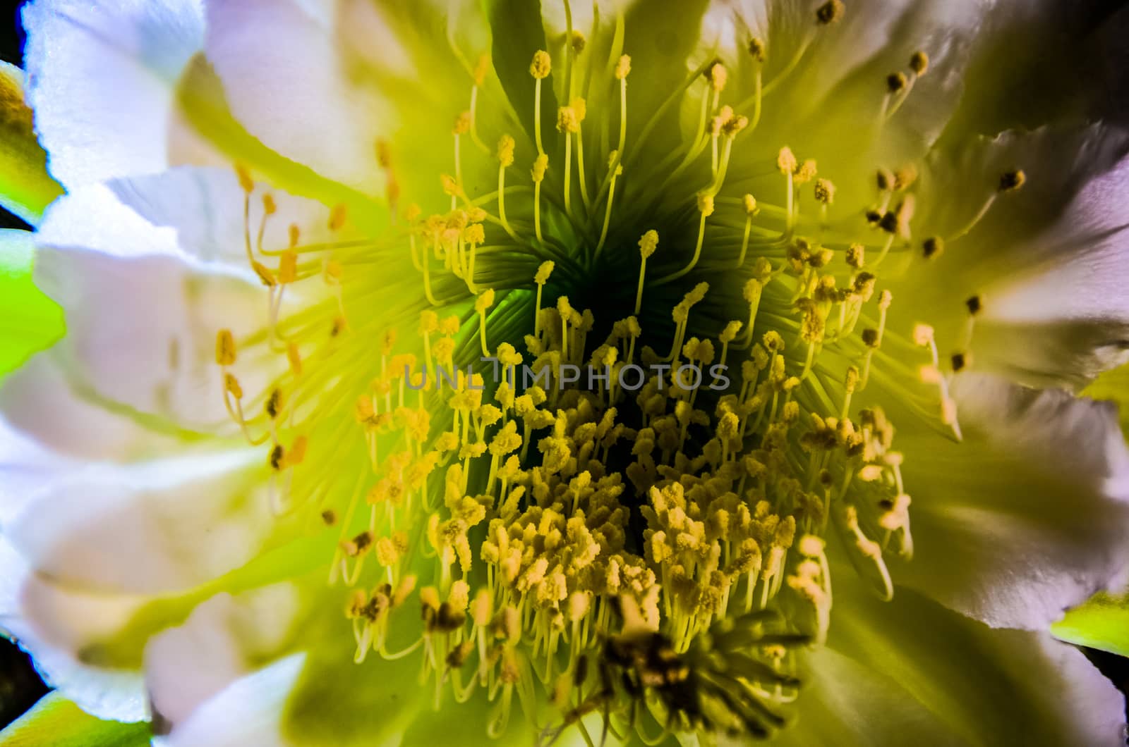 The beautiful large night blooming cereus flower