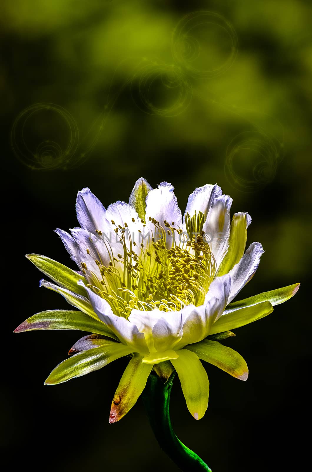 The beautiful large night blooming cereus flower on green background