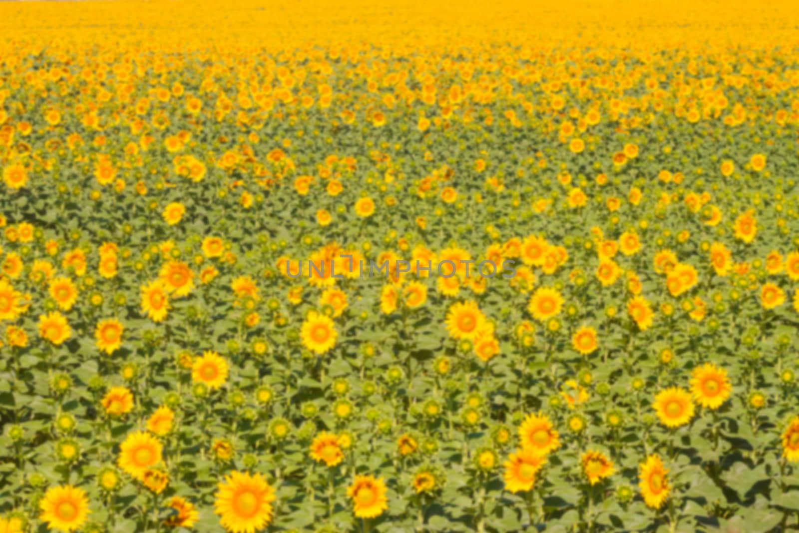 blurred field of sunflowers by Chechotkin