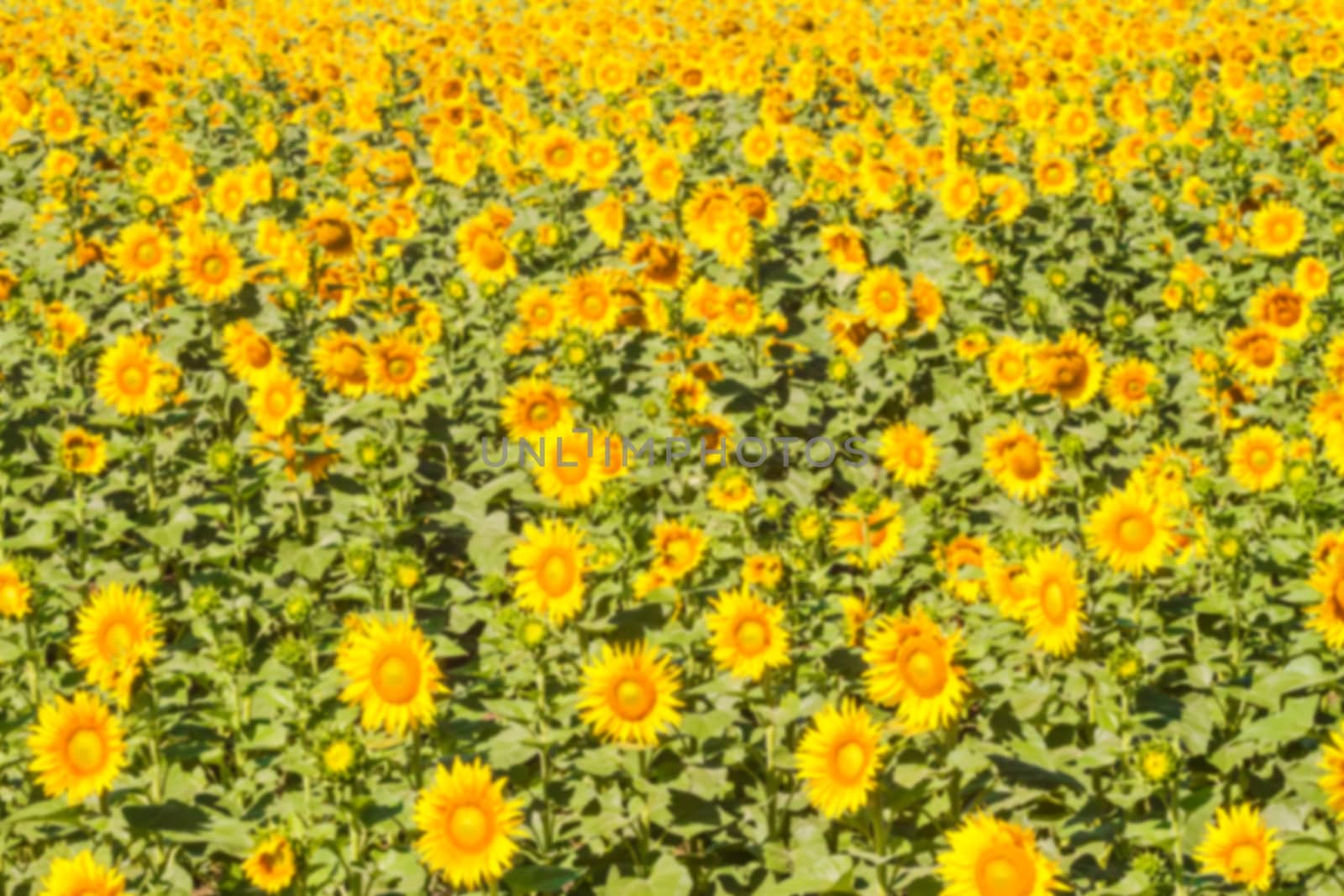 blurred field of sunflowers can be used as background