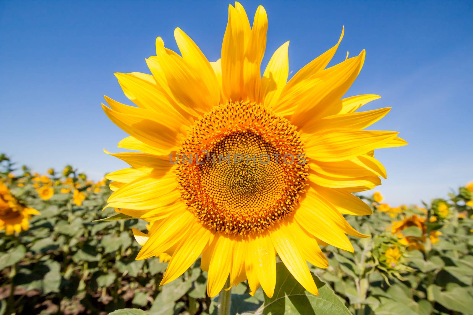 field of sunflowers can be used as background