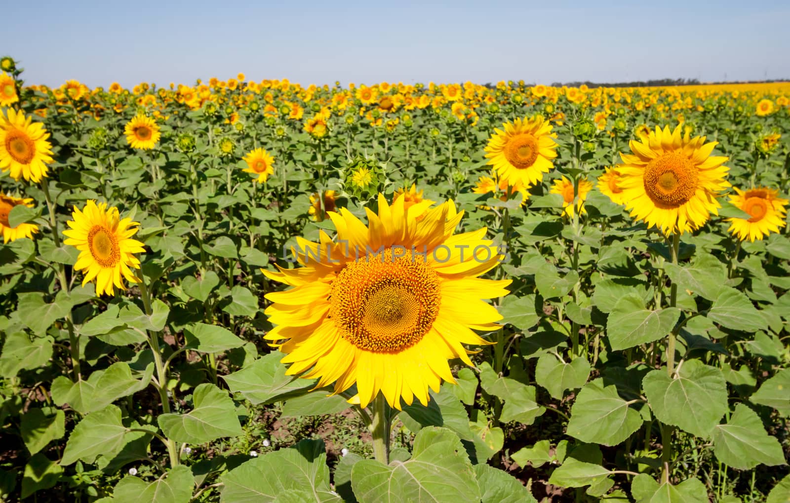 field of sunflowers by Chechotkin