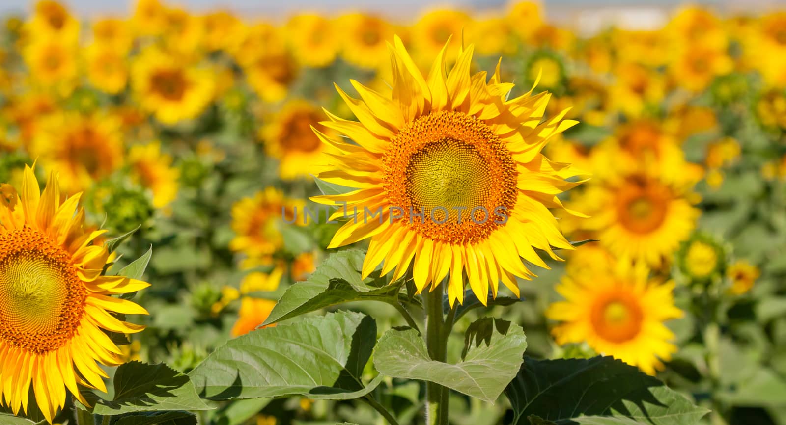 field of sunflowers by Chechotkin