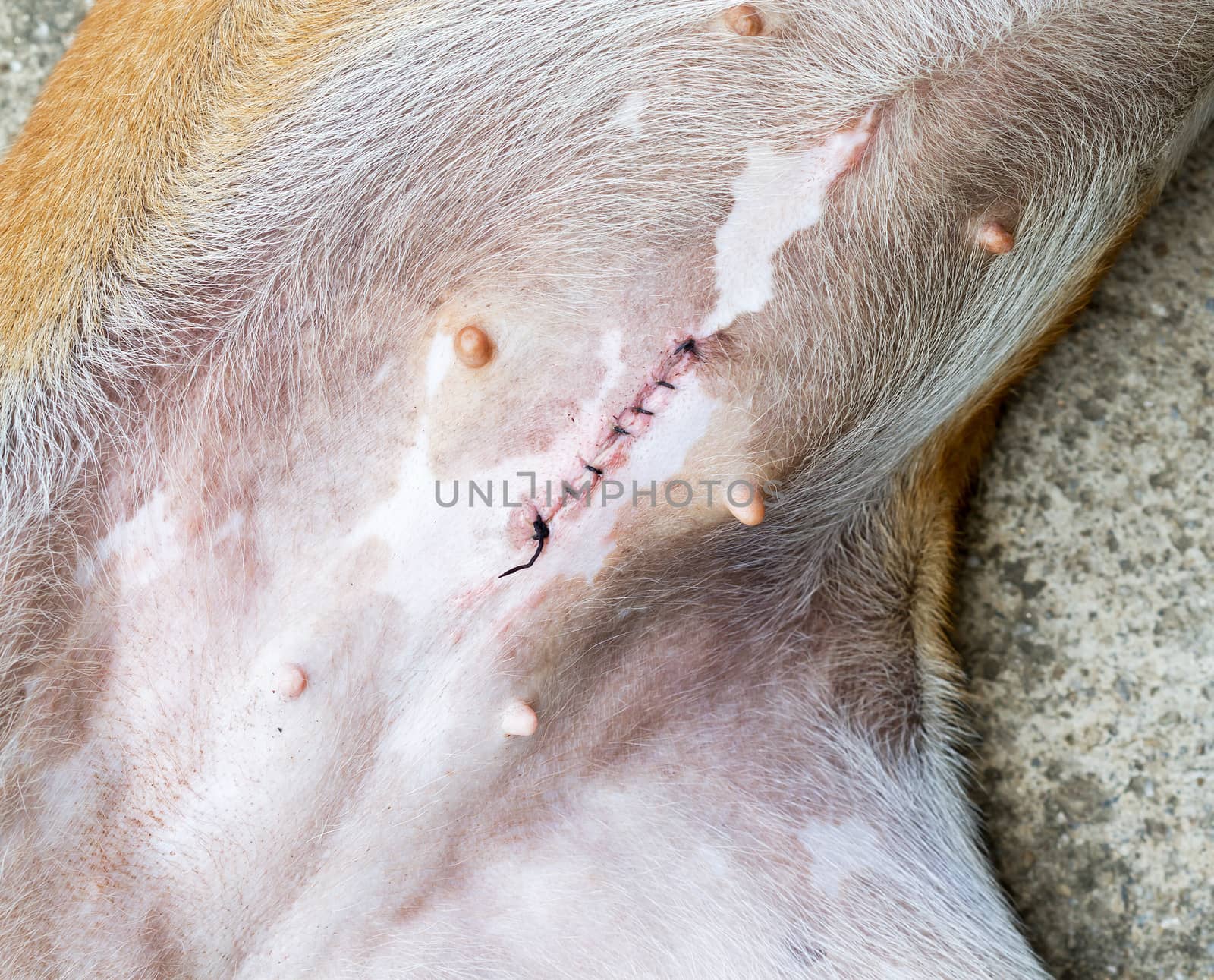Normal wound after spaying female dog