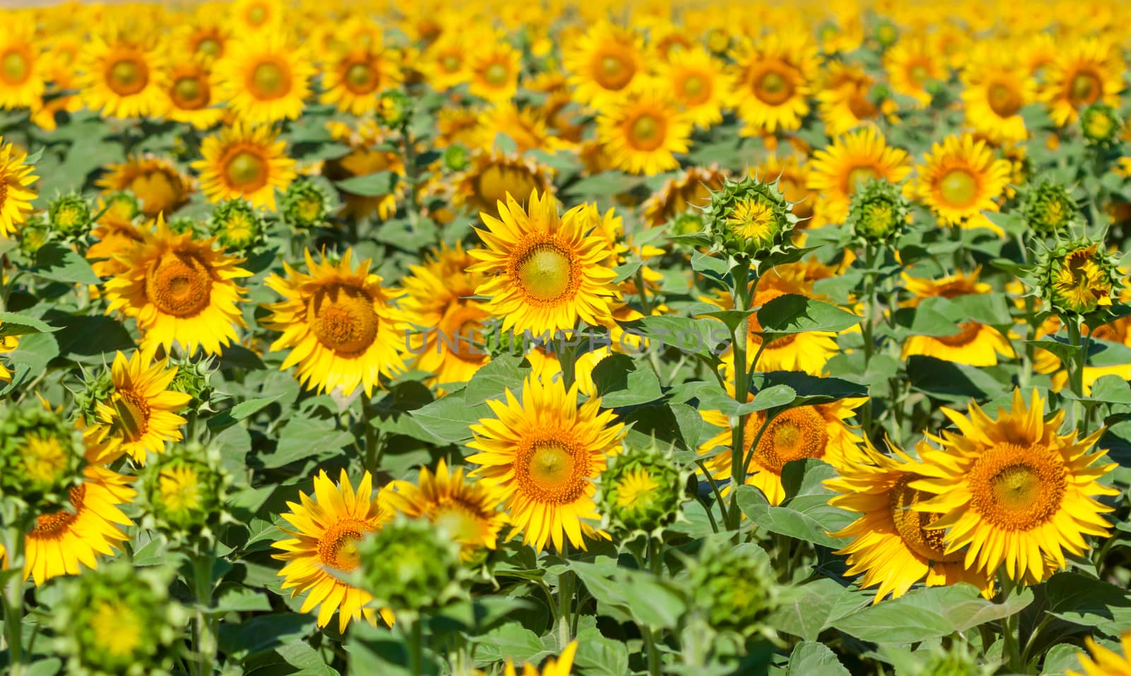 field of sunflowers by Chechotkin